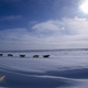 Illustration for article titled Another Iditarod Means Another Dead Dog